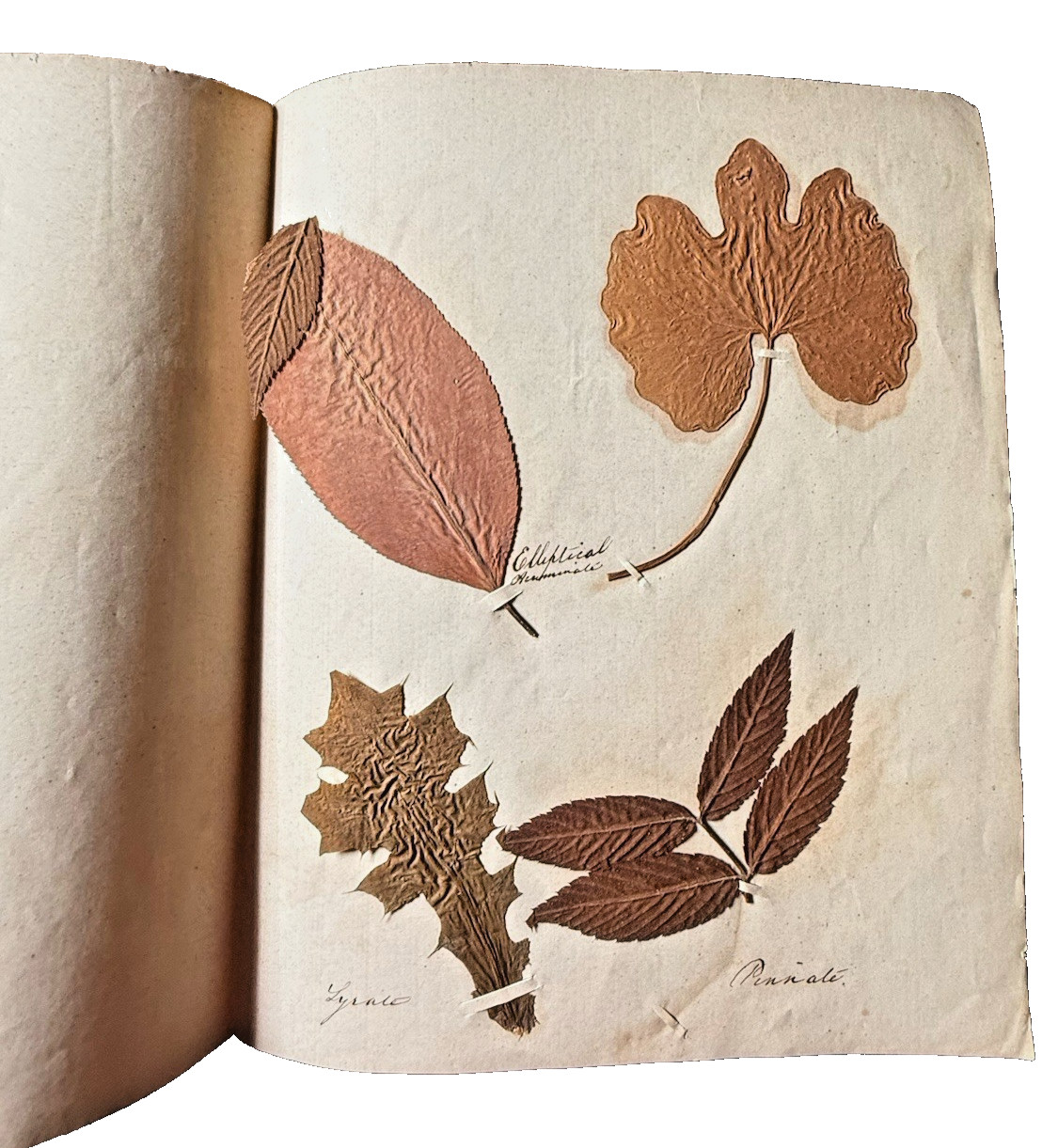 Antique 19thC Botanical Herbarium Pressed Leaves Southworth 12Set Antique 19thC Botanical Herbarium Pressed Leaves Southworth 12Set