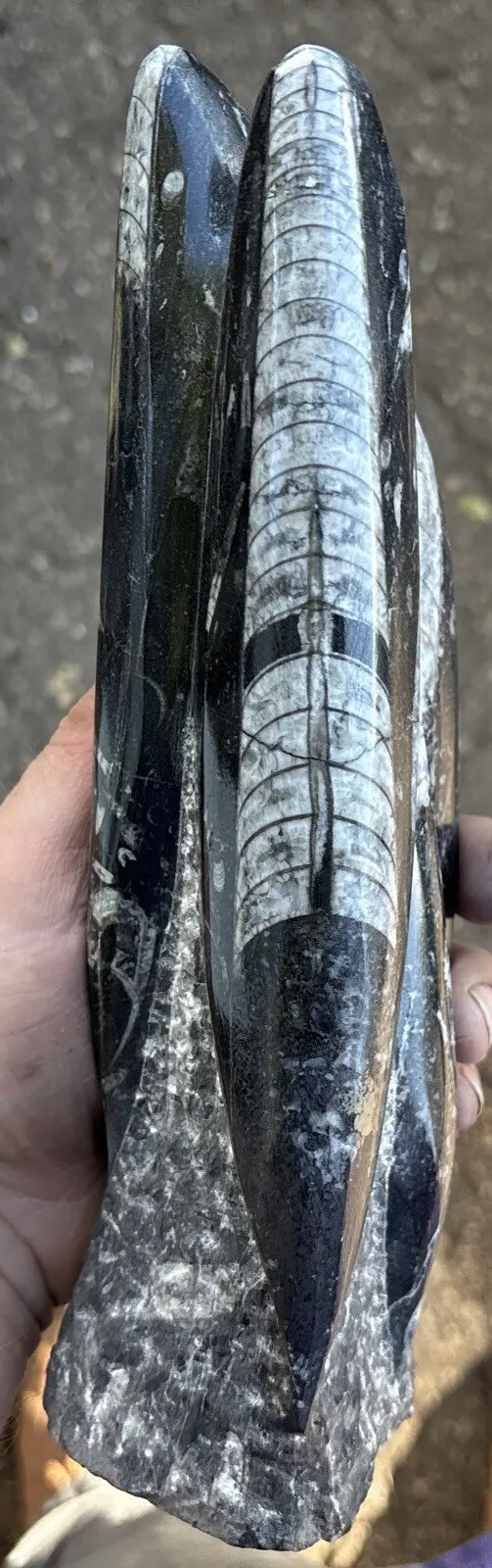8 Inches tall standing Orthoceras fossil 8 Inches tall standing Orthoceras fossil