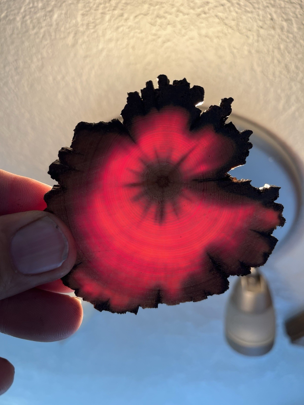 Pair of Translucent Rocky Mountain Juniper Coaster Slices - Matching Set 3" Pair of Translucent Rocky Mountain Juniper Coaster Slices - Matching Set 3"