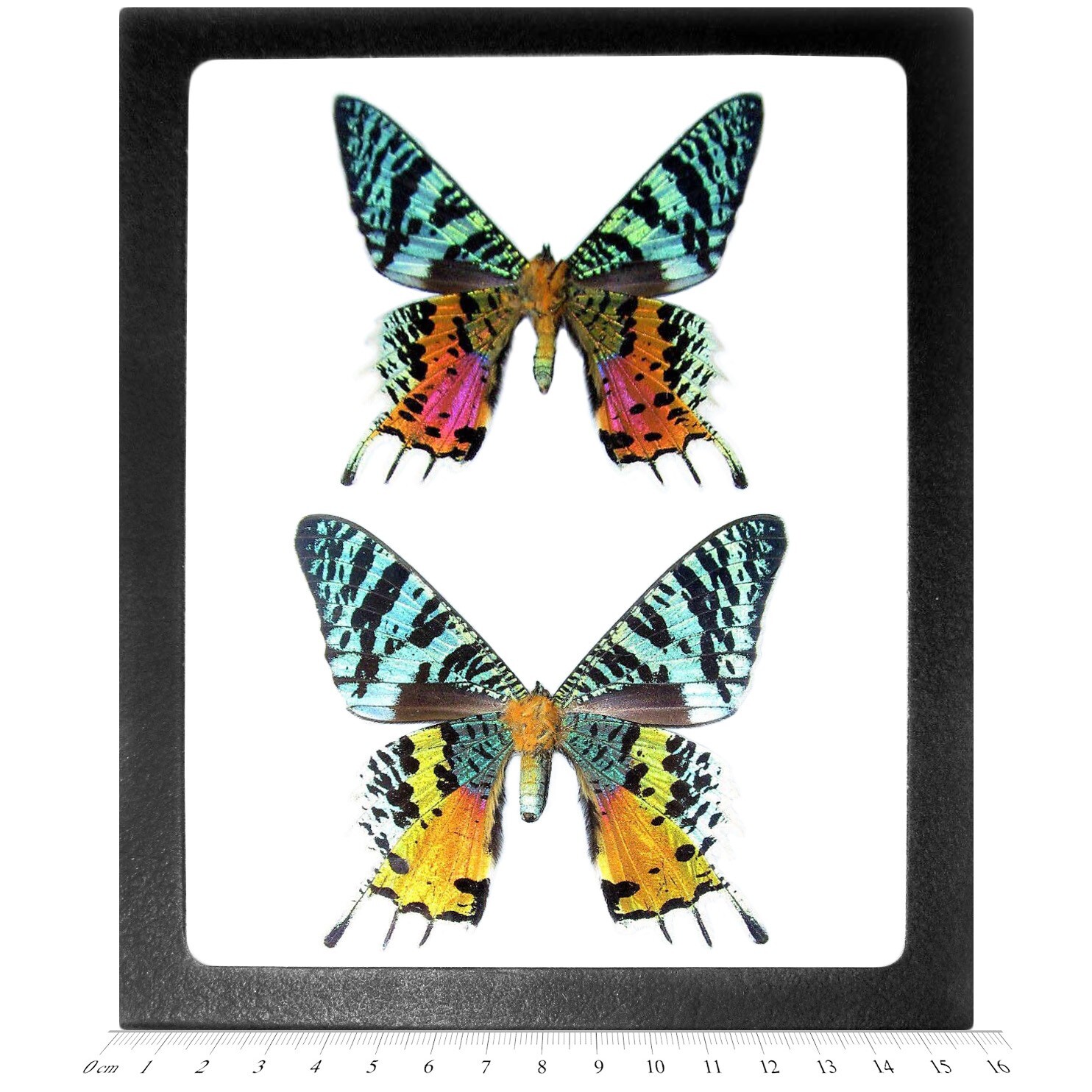 Urania ripheus pair male female REAL MADAGASCAR SUNSET MOTH FRAMED BUTTERFLY Urania ripheus pair male female REAL MADAGASCAR SUNSET MOTH FRAMED BUTTERFLY