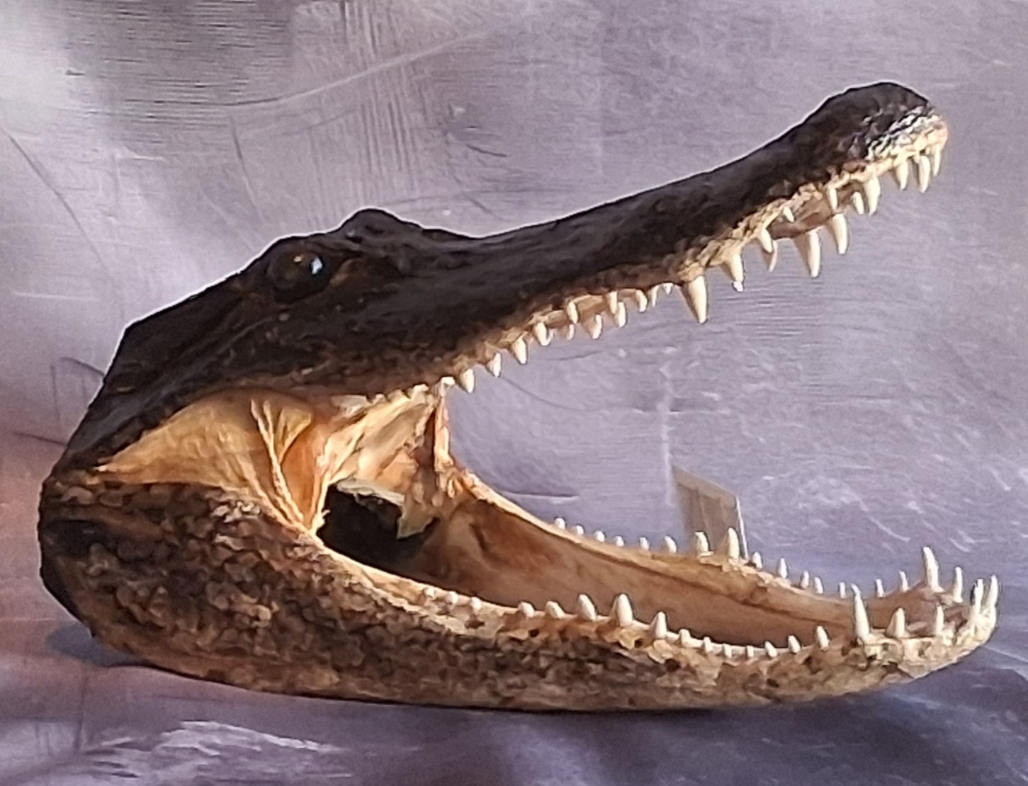 Large 13-14" Alligator Head Genuine Louisiana Gator Real Taxidermy Gator Head Large 13-14" Alligator Head Genuine Louisiana Gator Real Taxidermy Gator Head