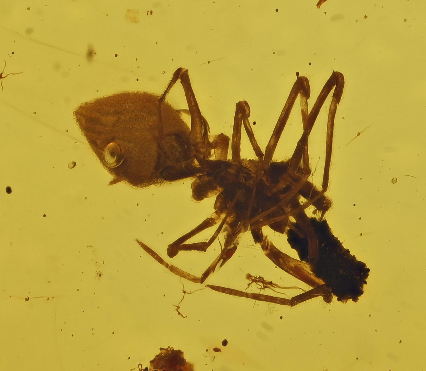 Rare Archaeidae (Assassin Spider), Fossil Insect Inclusion in Burmese Amber Rare Archaeidae (Assassin Spider), Fossil Insect Inclusion in Burmese Amber