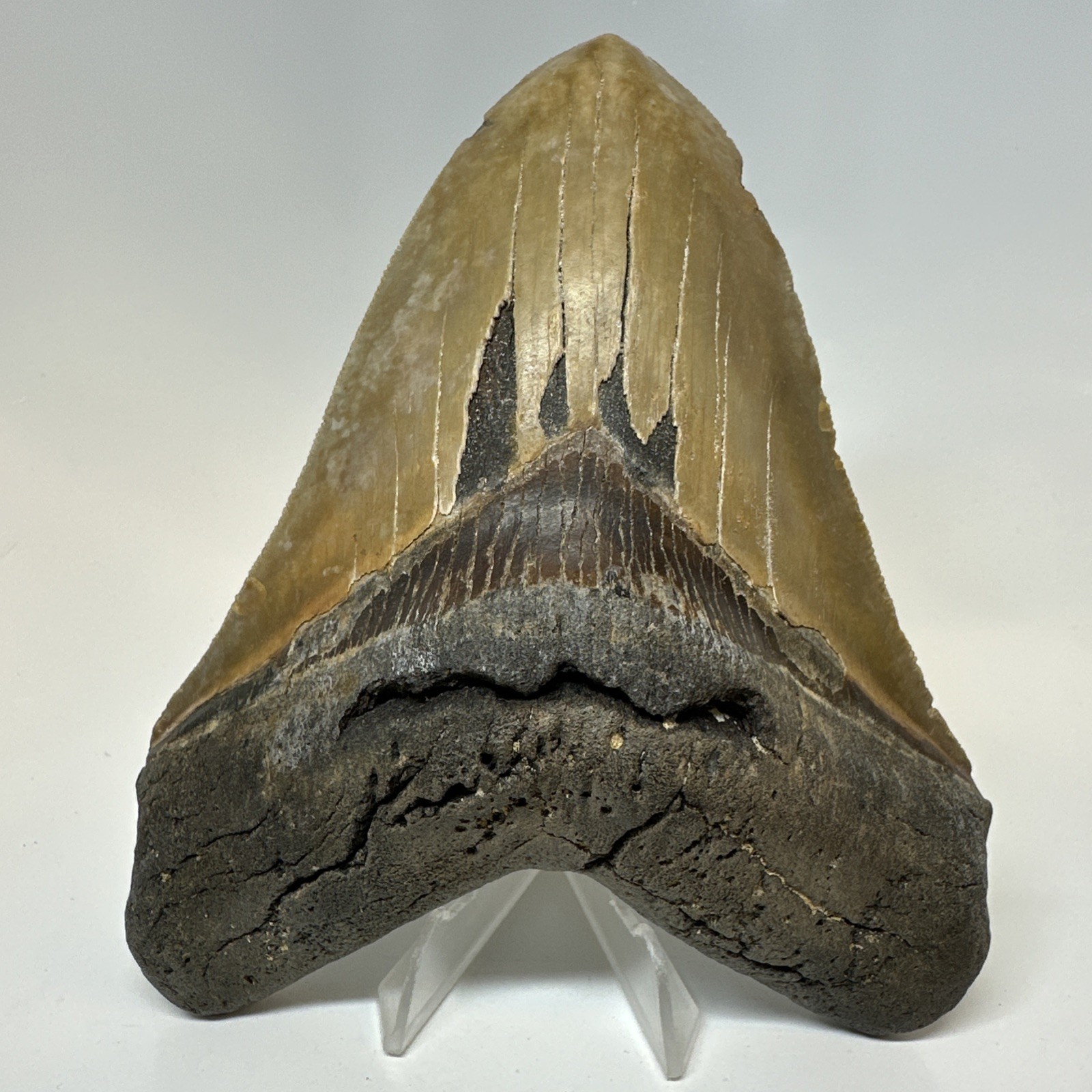 Megalodon Shark Tooth 5.71 Inch - Amazing - Huge Fossil - Authentic Rare 20747