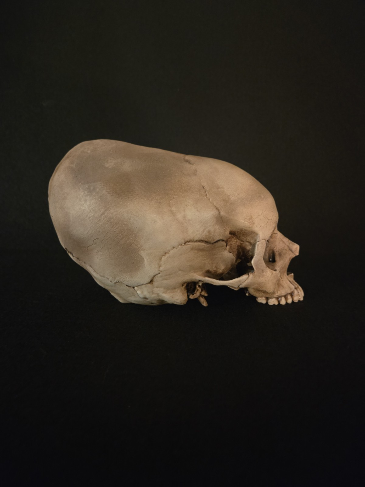 Realistic Elongated Human Skull Replica - Life Size Realistic Elongated Human Skull Replica - Life Size
