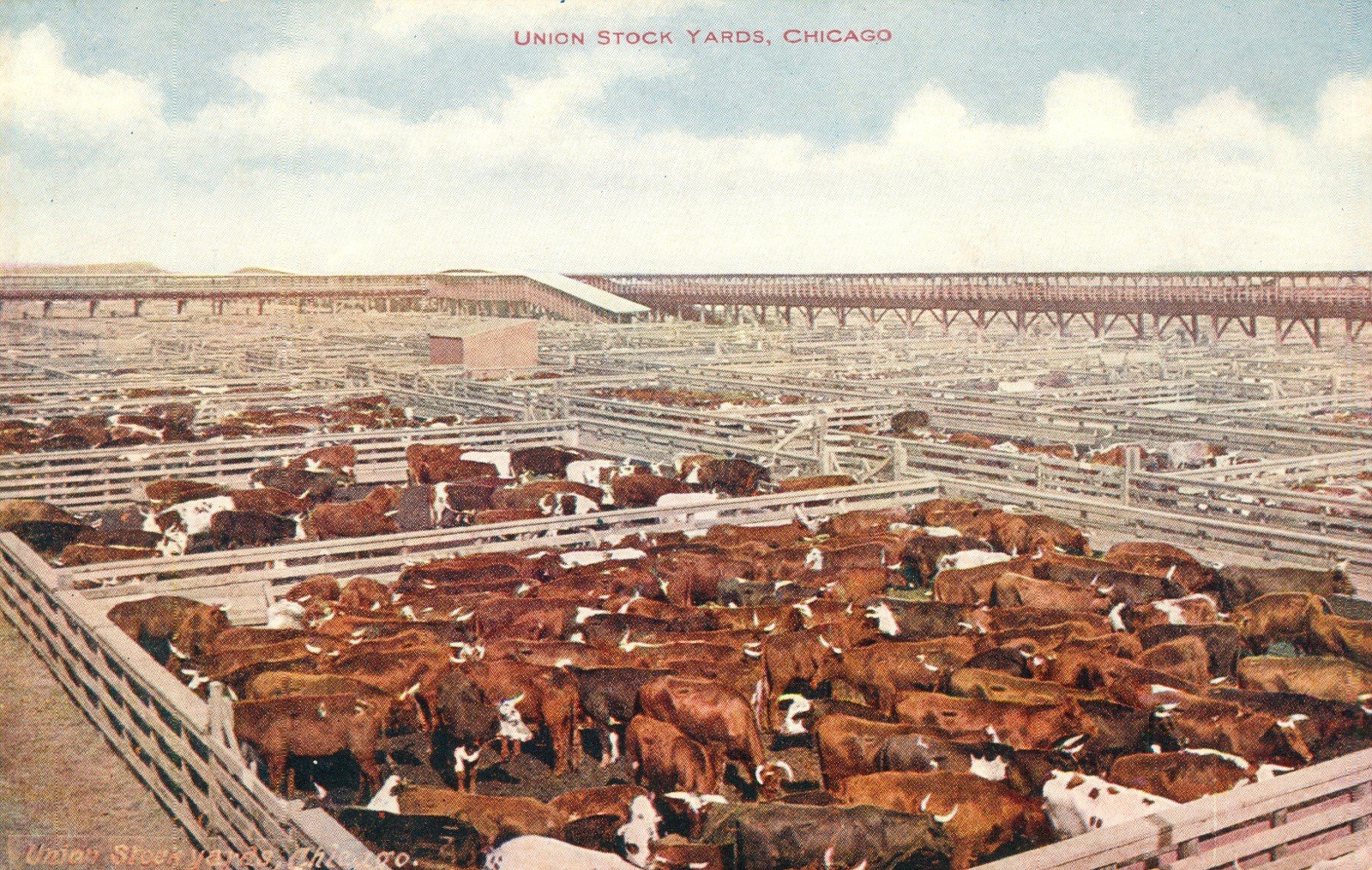 Illinois Postcard Antique 1918 Union Stock Yards, Chicago, Cattle Pens N Illinois Postcard Antique 1918 Union Stock Yards, Chicago, Cattle Pens N