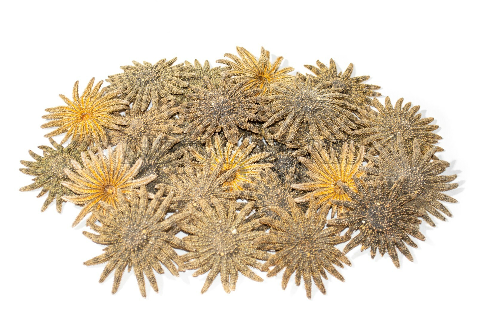 Multileg Sunflower Starfish Sea Shell Wedding Real Beach Craft 2-3"(30 pcs)JC-52 Multileg Sunflower Starfish Sea Shell Wedding Real Beach Craft 2-3"(30 pcs)JC-52