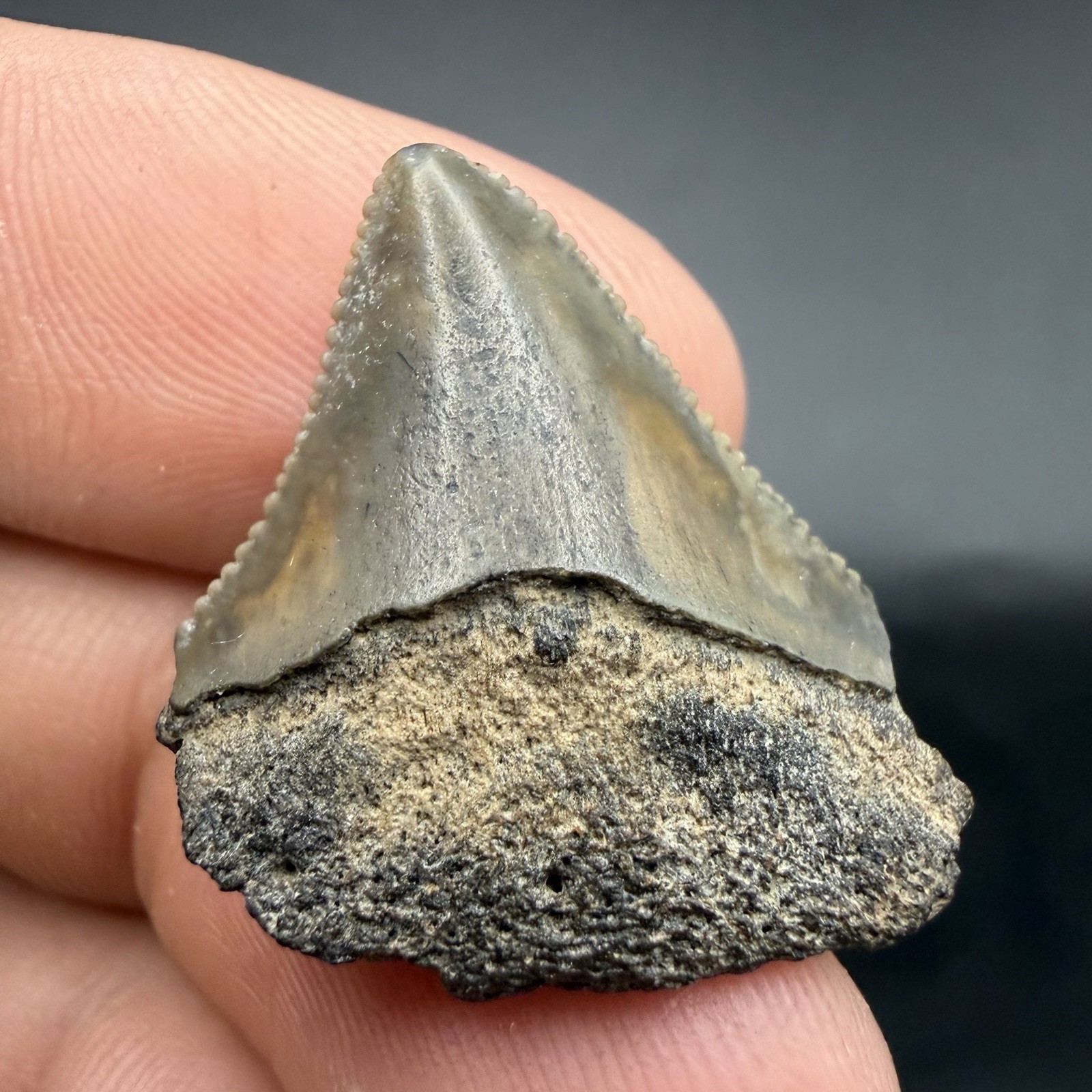 Juvenile Megalodon Shark Tooth SWFL Juvenile Megalodon Shark Tooth SWFL
