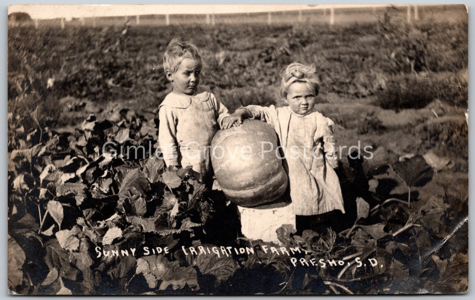 RPPC Kids with BIG Pumpkin Sunny Side Irrigation Farm PRESHO SD ANTIQUE Postcard RPPC Kids with BIG Pumpkin Sunny Side Irrigation Farm PRESHO SD ANTIQUE Postcard