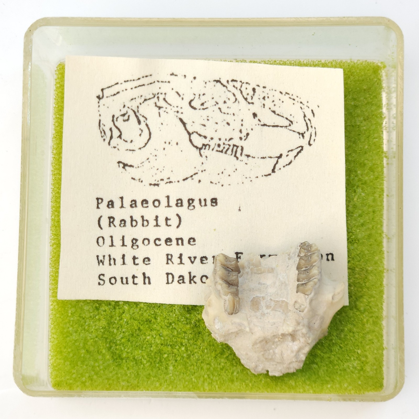 Palaeolagus Rabbit Maxilla Fossil - White River - Brule Fm. - South Dakota
