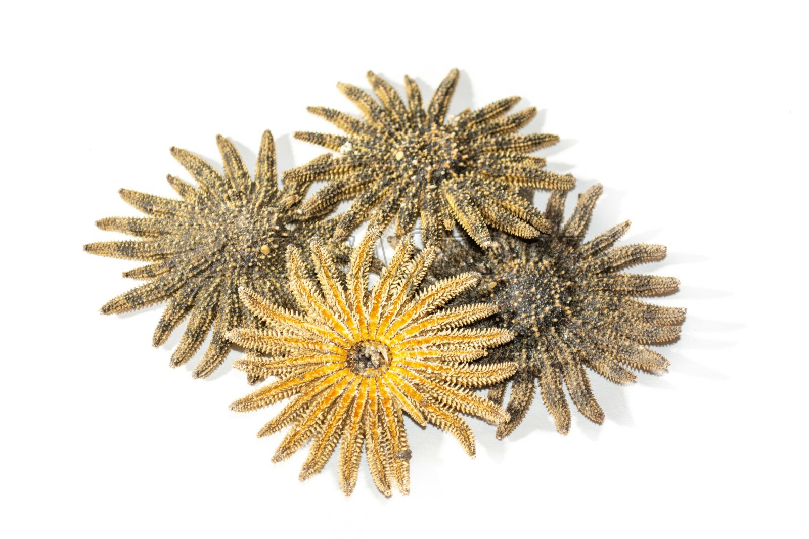 Multileg Sunflower Starfish Sea Shell Wedding Real Beach Craft 2-3"(4 pcs)#JC-52 Multileg Sunflower Starfish Sea Shell Wedding Real Beach Craft 2-3"(4 pcs)#JC-52