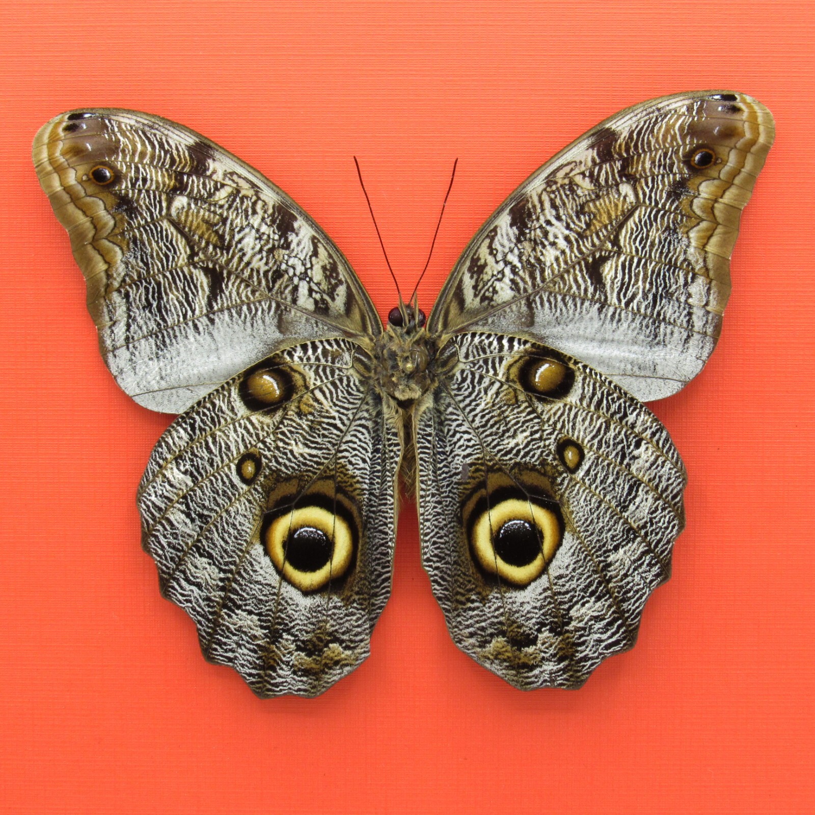 Real mounted Giant Owl butterfly - Caligo brasiliensis - A1 Real mounted Giant Owl butterfly - Caligo brasiliensis - A1