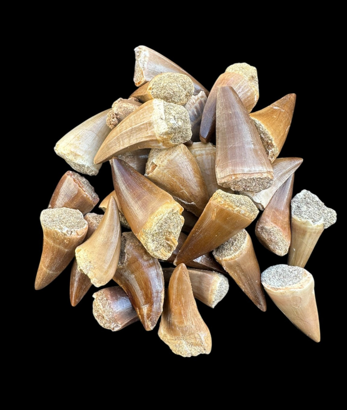 Rare set of 30 authentic Mosasaurus fossil teeth from Morocco Rare set of 30 authentic Mosasaurus fossil teeth from Morocco