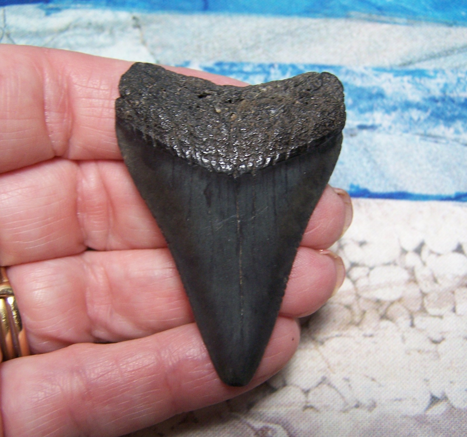 GREAT WHITE SHARK TOOTH 2 1/8" SHARKS TEETH BIG REAL MEGALODON FOSSIL DIVER GEM GREAT WHITE SHARK TOOTH 2 1/8" SHARKS TEETH BIG REAL MEGALODON FOSSIL DIVER GEM