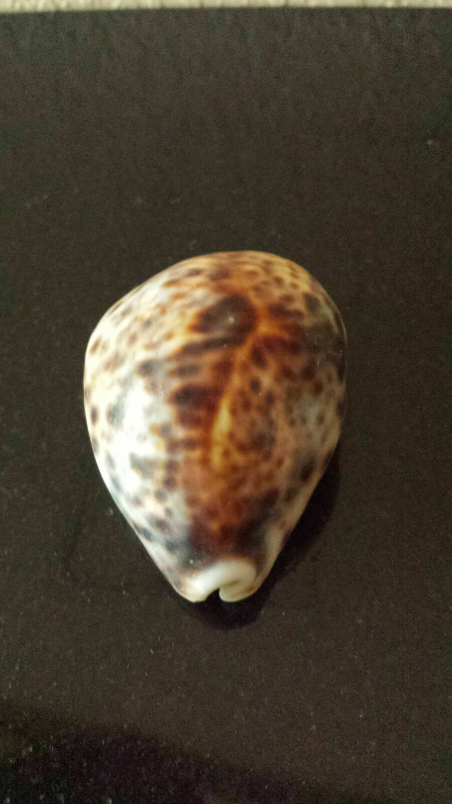 Sea Shells Cypraea Tigris Schilderiana 63 MM - RARE Dark Spots and Line WOW Sea Shells Cypraea Tigris Schilderiana 63 MM - RARE Dark Spots and Line WOW