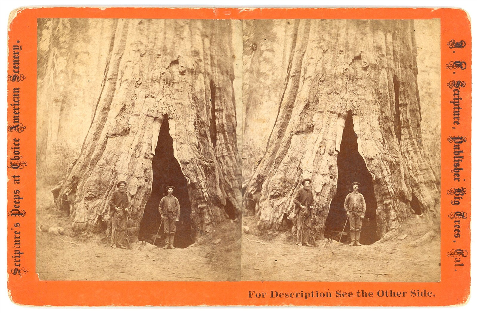 CALIFORNIA STEREOVIEW - Calaveras Big Trees - Smith's Cabin - JC Scripture 1870s CALIFORNIA STEREOVIEW - Calaveras Big Trees - Smith's Cabin - JC Scripture 1870s