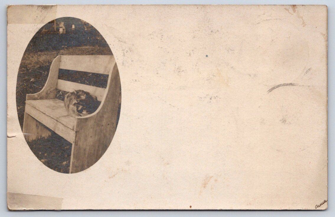 Schenectady Antique Cat Sleeping on Garden Bench Oval Vignette 1906 RPPC Schenectady Antique Cat Sleeping on Garden Bench Oval Vignette 1906 RPPC