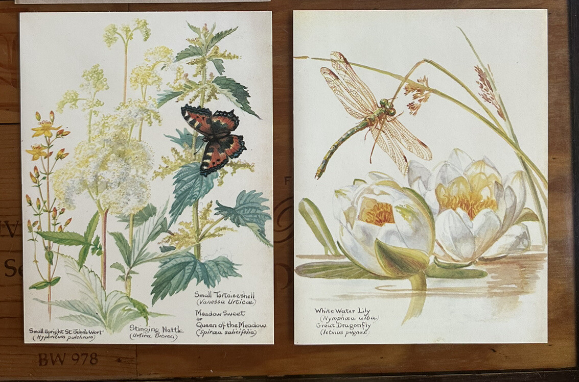 Vintage Pair Of Botanical Plants Print Cards Edith Holden Frame Gallery Wall NOS Vintage Pair Of Botanical Plants Print Cards Edith Holden Frame Gallery Wall NOS