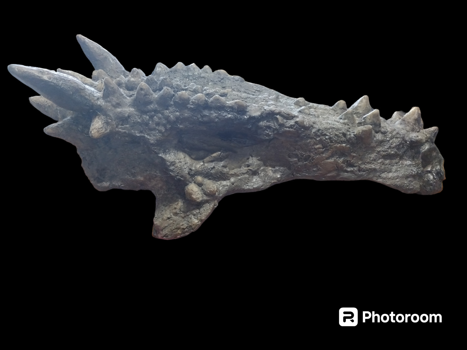 Dracorex hogwartsia skull fossil cast replica-dinosaurs-paleontology- life size Dracorex hogwartsia skull fossil cast replica-dinosaurs-paleontology- life size