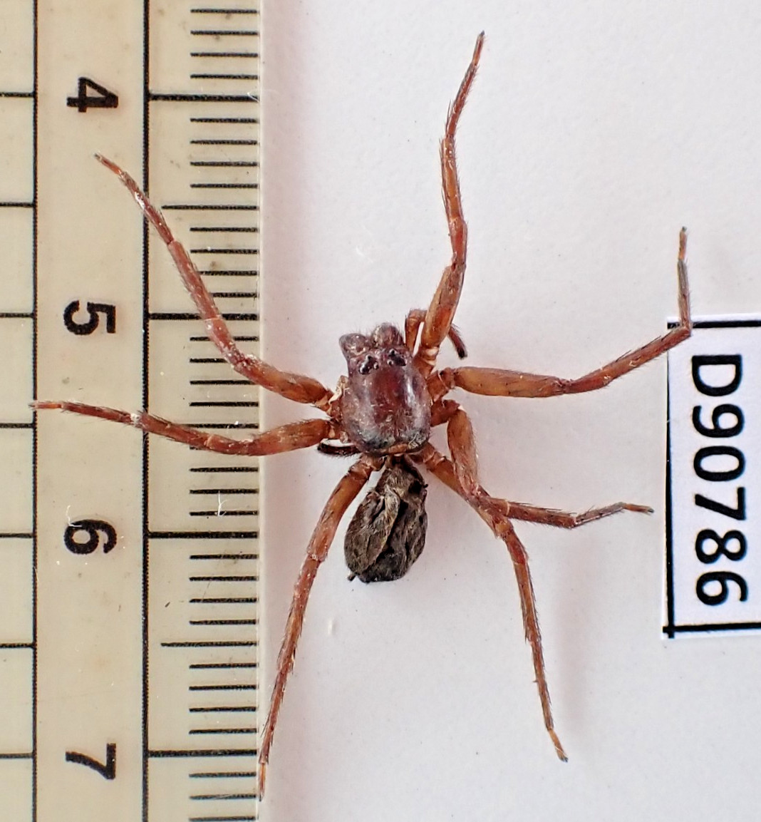 D90786. Insects, Lycosidae sp. Vietnam Central