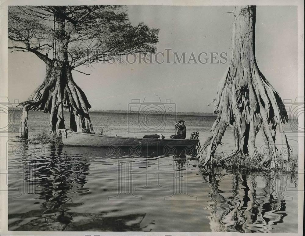 1938 Press Photo Dismal Swamp in N.C. cypress trees as a boatman goes past 1938 Press Photo Dismal Swamp in N.C. cypress trees as a boatman goes past