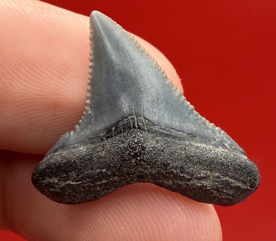 COLLECTOR GRADE ANGUSTIDENS SHARK TOOTH - JUVENILE SPECIMEN COLLECTOR GRADE ANGUSTIDENS SHARK TOOTH - JUVENILE SPECIMEN
