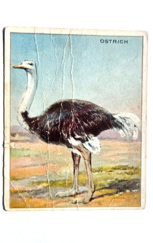 1910 T29 Hassan Animals #56 Ostrich, 1st we have, Vertical back, Factory 649 1910 T29 Hassan Animals #56 Ostrich, 1st we have, Vertical back, Factory 649