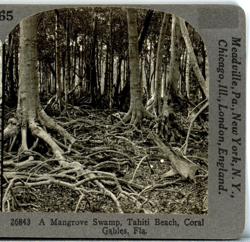 FLORIDA, A Mangrove Swamp Tahiti Beach, Coral Gables--Keystone Stereoview Z101