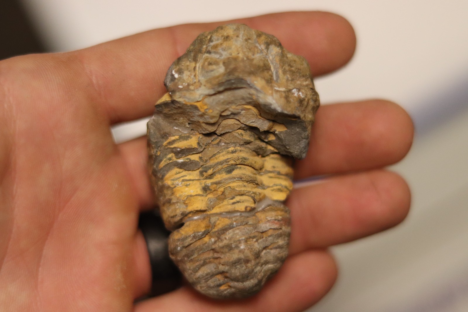 Trilobite Fossil - Ochre Brown Segmented Collector Specimen