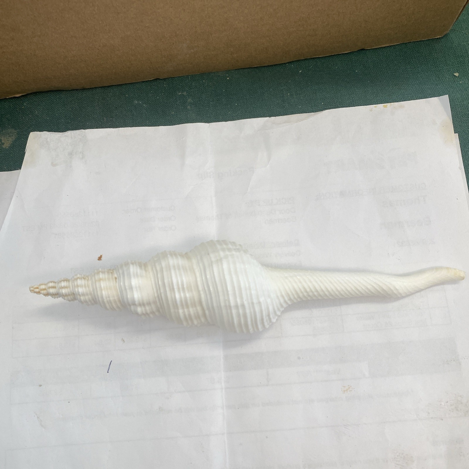 White Spindle Seashell Shell Home Decor Ocean Beach 6.78 inches White Spindle Seashell Shell Home Decor Ocean Beach 6.78 inches
