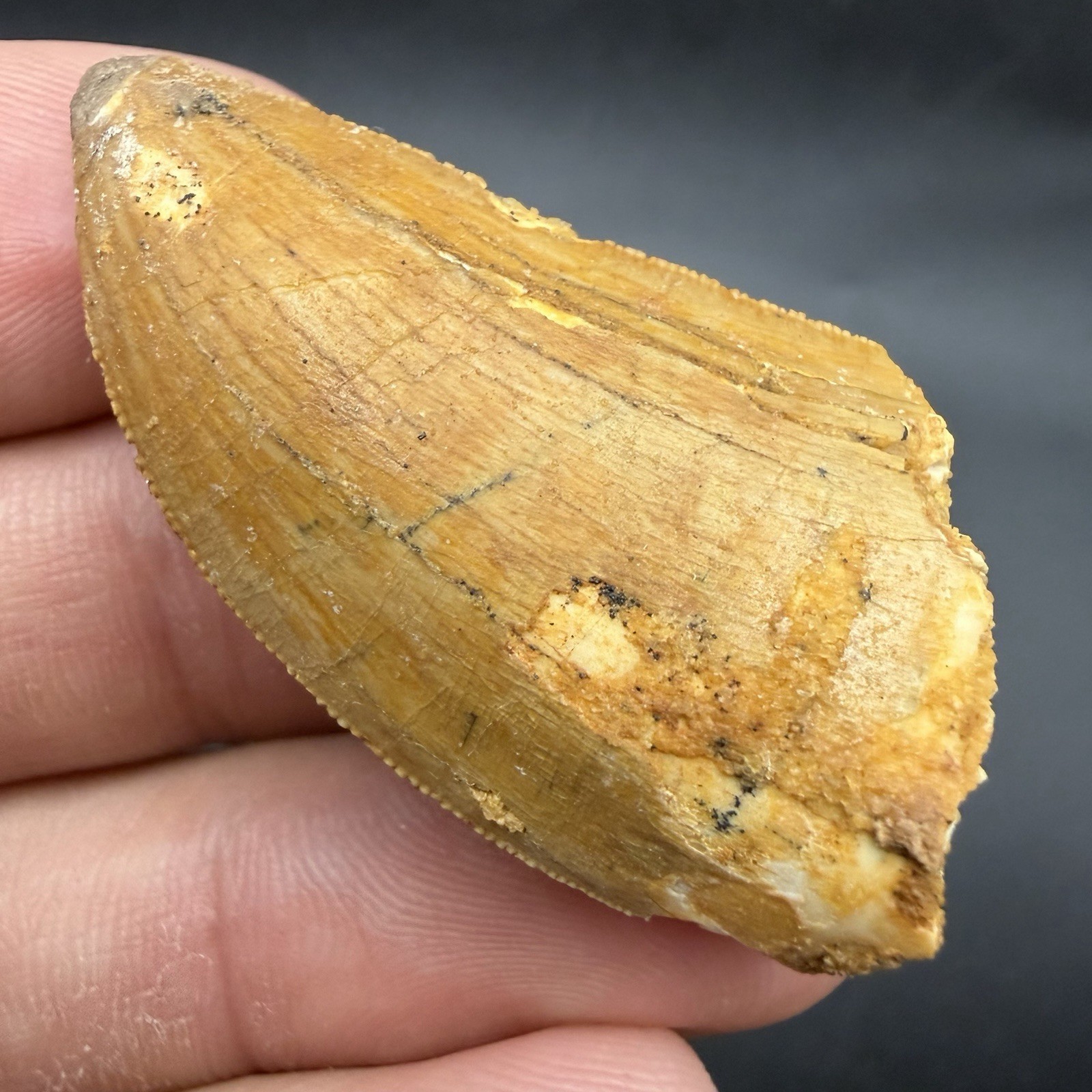 African T Rex Dinosaur Tooth 1.81” Authentic Fossil Dino Tooth African T Rex Dinosaur Tooth 1.81” Authentic Fossil Dino Tooth