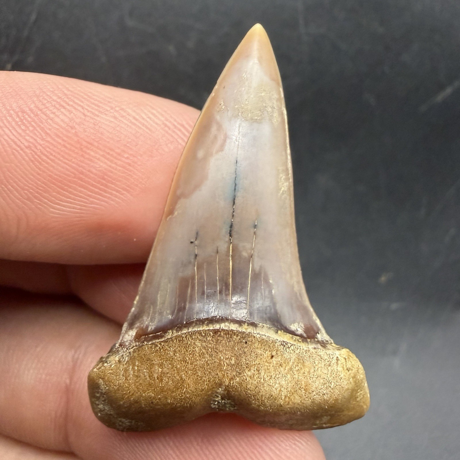 1.59” Peruvian Mako Shark Tooth Fossil - All Natural