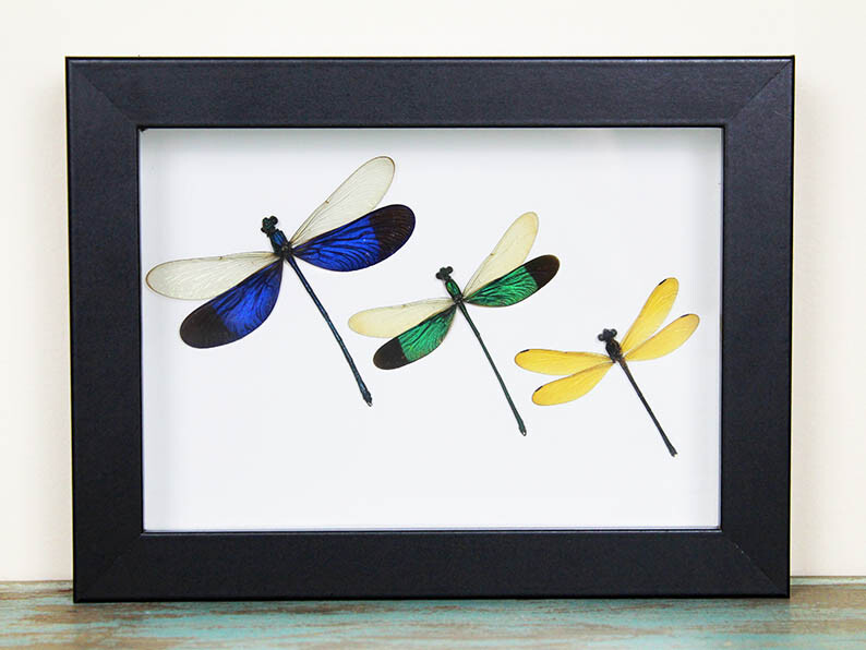 Triplet Damselfly in a Frame Triplet Damselfly in a Frame