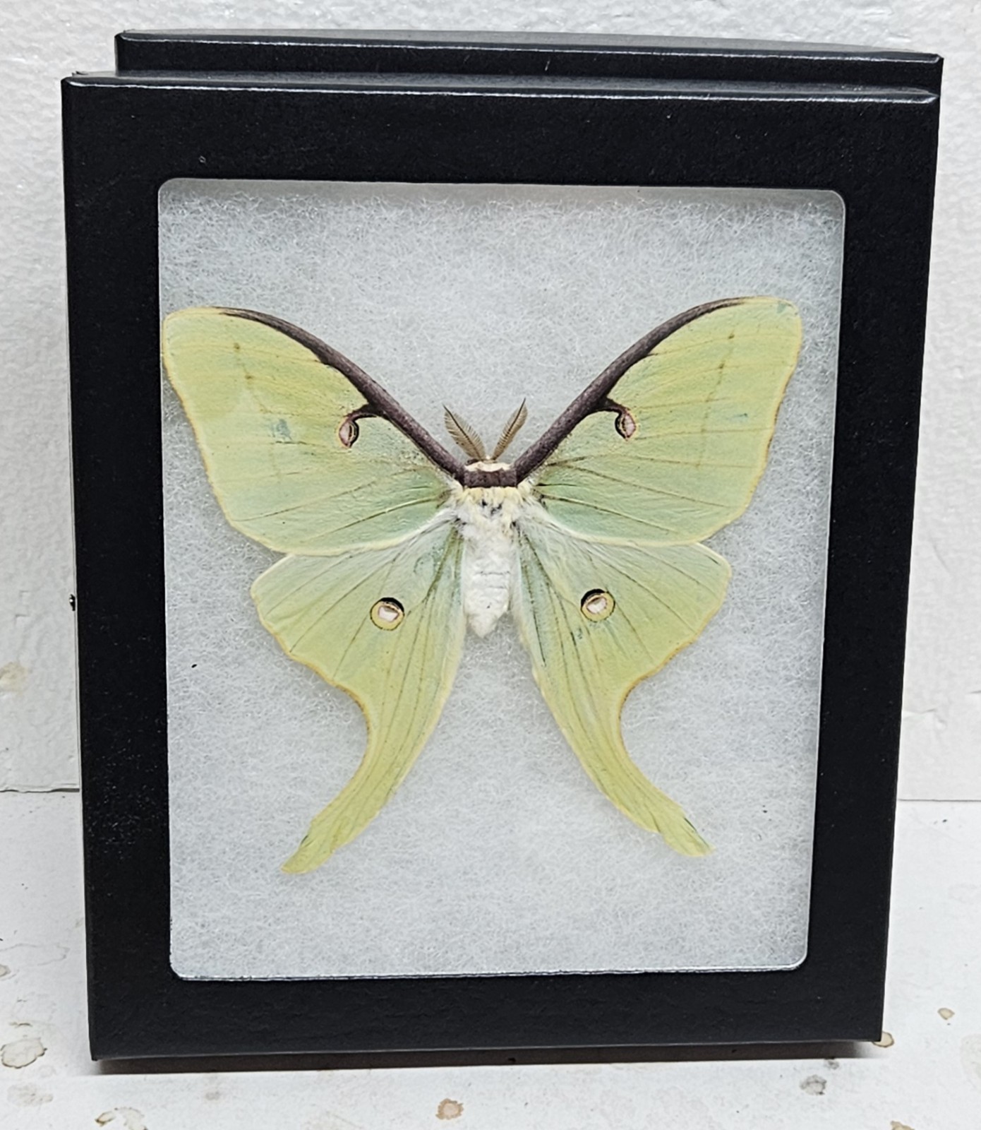 Real Framed Luna Moth (M) Real Framed Luna Moth (M)