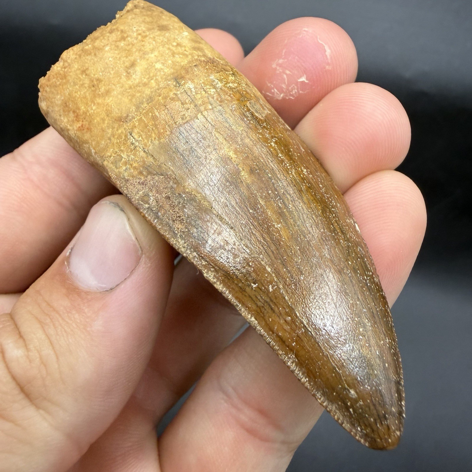 Charcharodontosaurus Dinosaur Tooth Fossil High Quality Specimen 3” Charcharodontosaurus Dinosaur Tooth Fossil High Quality Specimen 3”