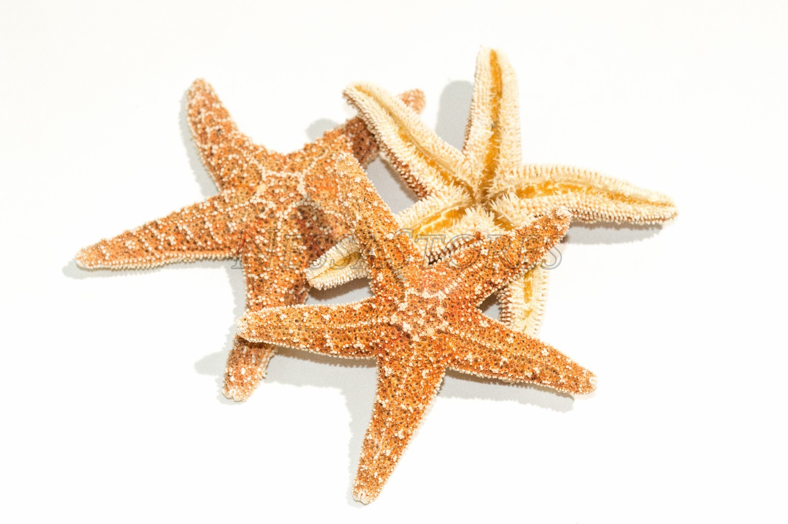 NessaStores- Sugar StarFish Sea Shell Wedding Real Craft 3" - 4" (3 pcs) #JC-057 NessaStores- Sugar StarFish Sea Shell Wedding Real Craft 3" - 4" (3 pcs) #JC-057