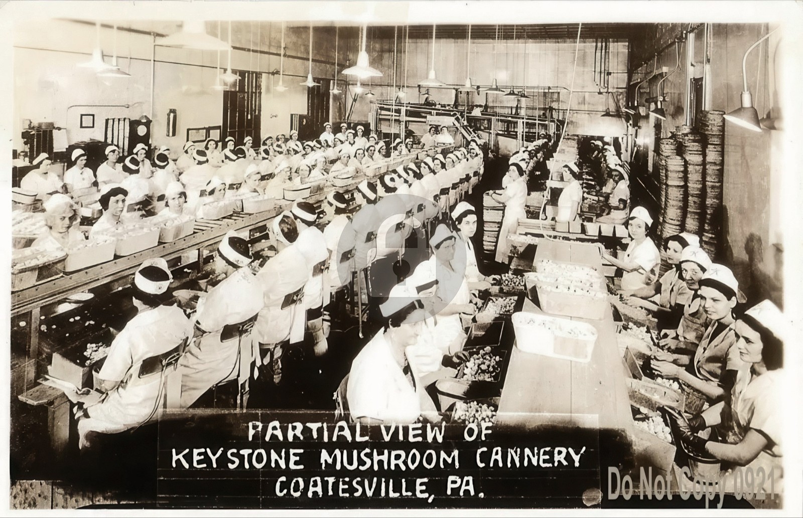 Partial View Keystone Mushroom Cannery Coatesville PA RPPC Photo Postcard COPY Partial View Keystone Mushroom Cannery Coatesville PA RPPC Photo Postcard COPY