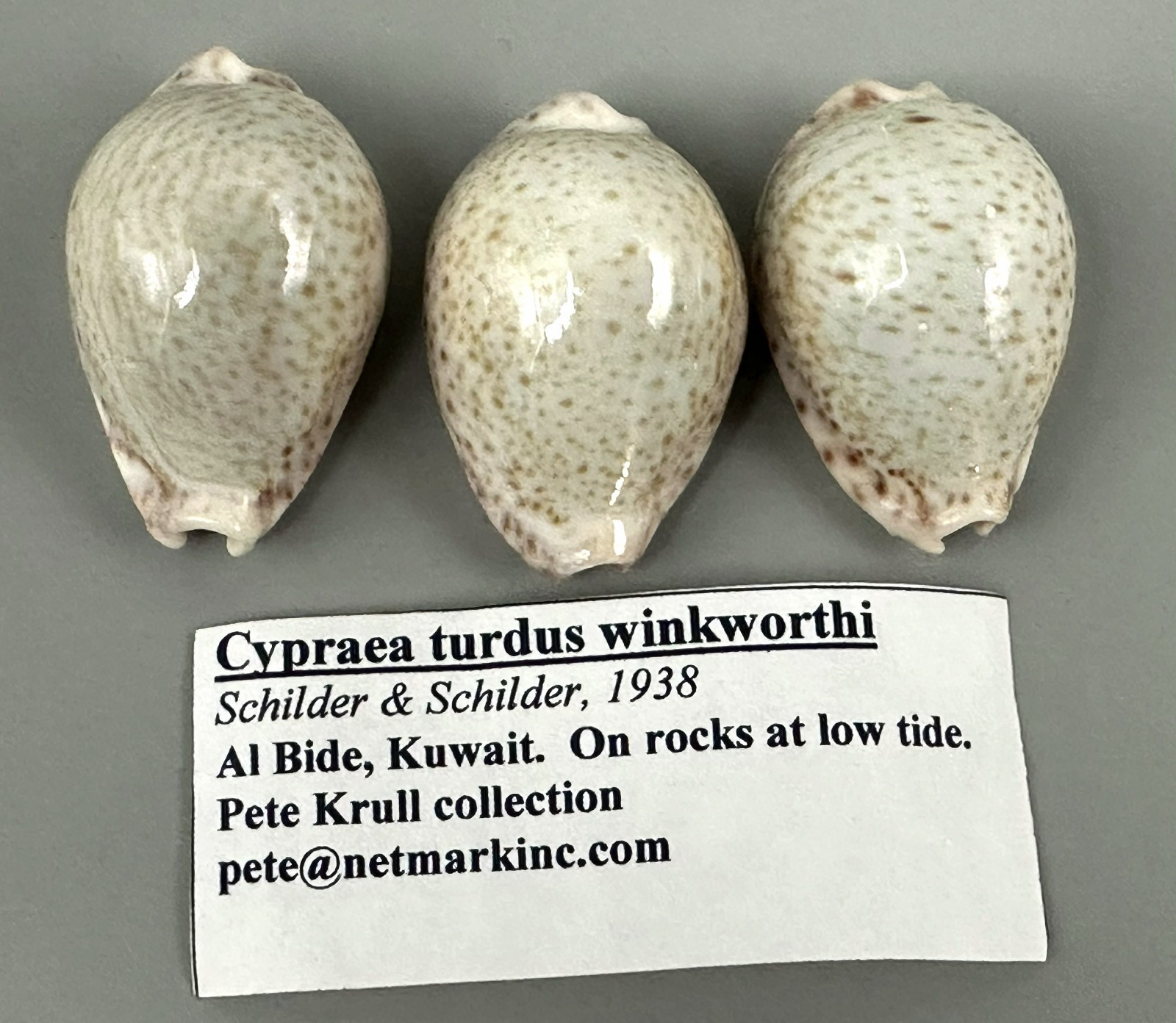 Naria turdus winckworthi Cypraea turdus 3 Shell Lot 39mm F+++/GEM Light Color Naria turdus winckworthi Cypraea turdus 3 Shell Lot 39mm F+++/GEM Light Color