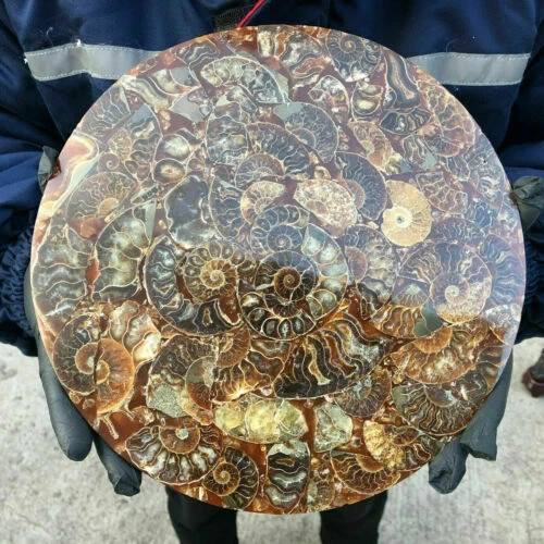 TOP!10Inch Natural Ammonite Disc Fossil Conch Specimen Healing 1PC 800g-1000g TOP!10Inch Natural Ammonite Disc Fossil Conch Specimen Healing 1PC 800g-1000g