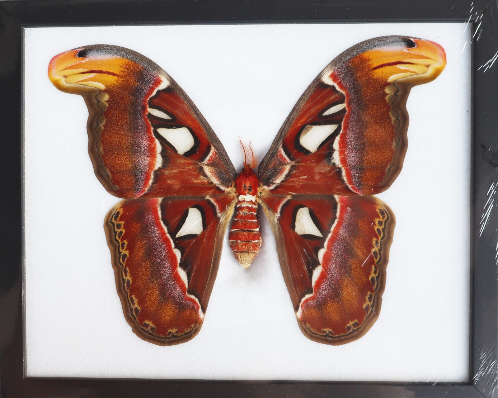 Real Giant Atlas Moth FeMale Taxidermy Insect Entomology Wall Decor Real Giant Atlas Moth FeMale Taxidermy Insect Entomology Wall Decor