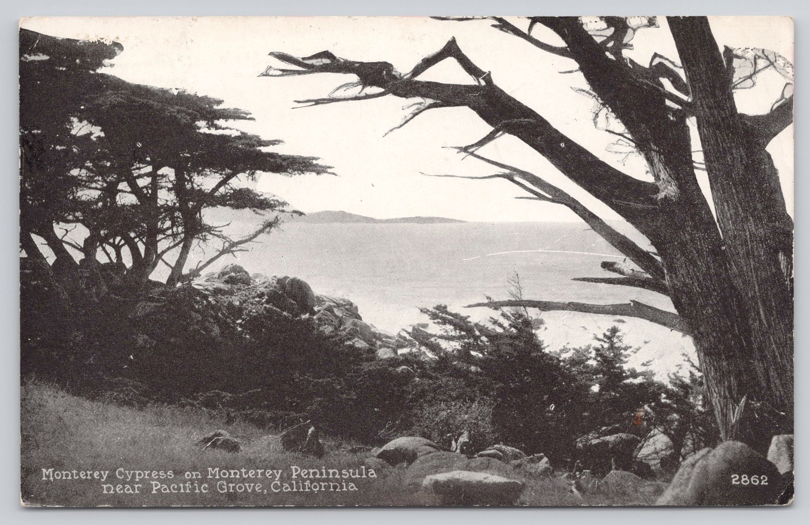 Monterey Cypress Pacific Grove CA Posted 1929 Vintage Postcard Monterey Cypress Pacific Grove CA Posted 1929 Vintage Postcard