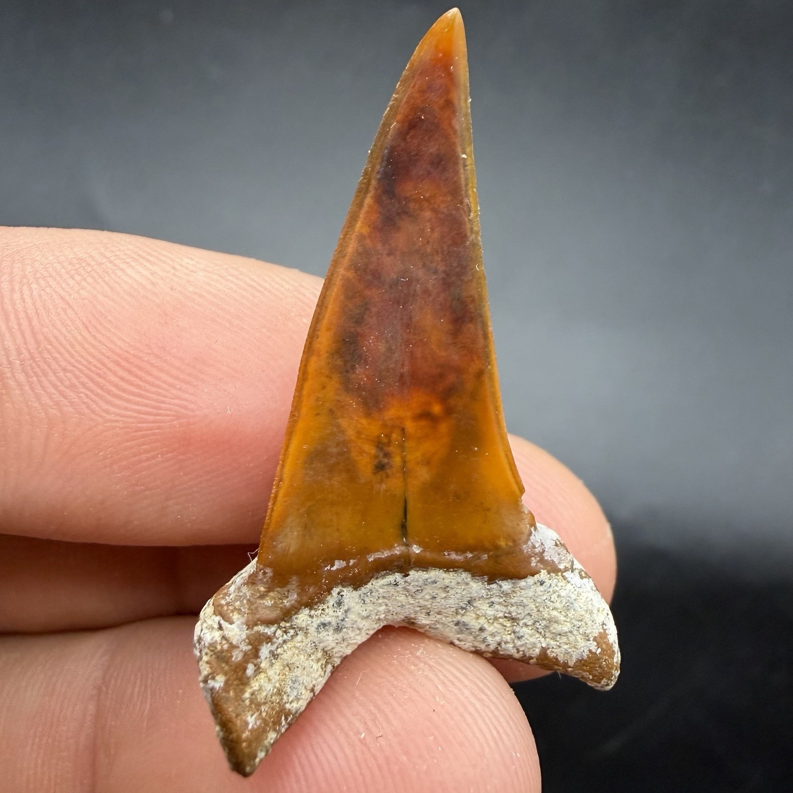 Deep Red Peruvian Mako Shark Tooth 1.47”