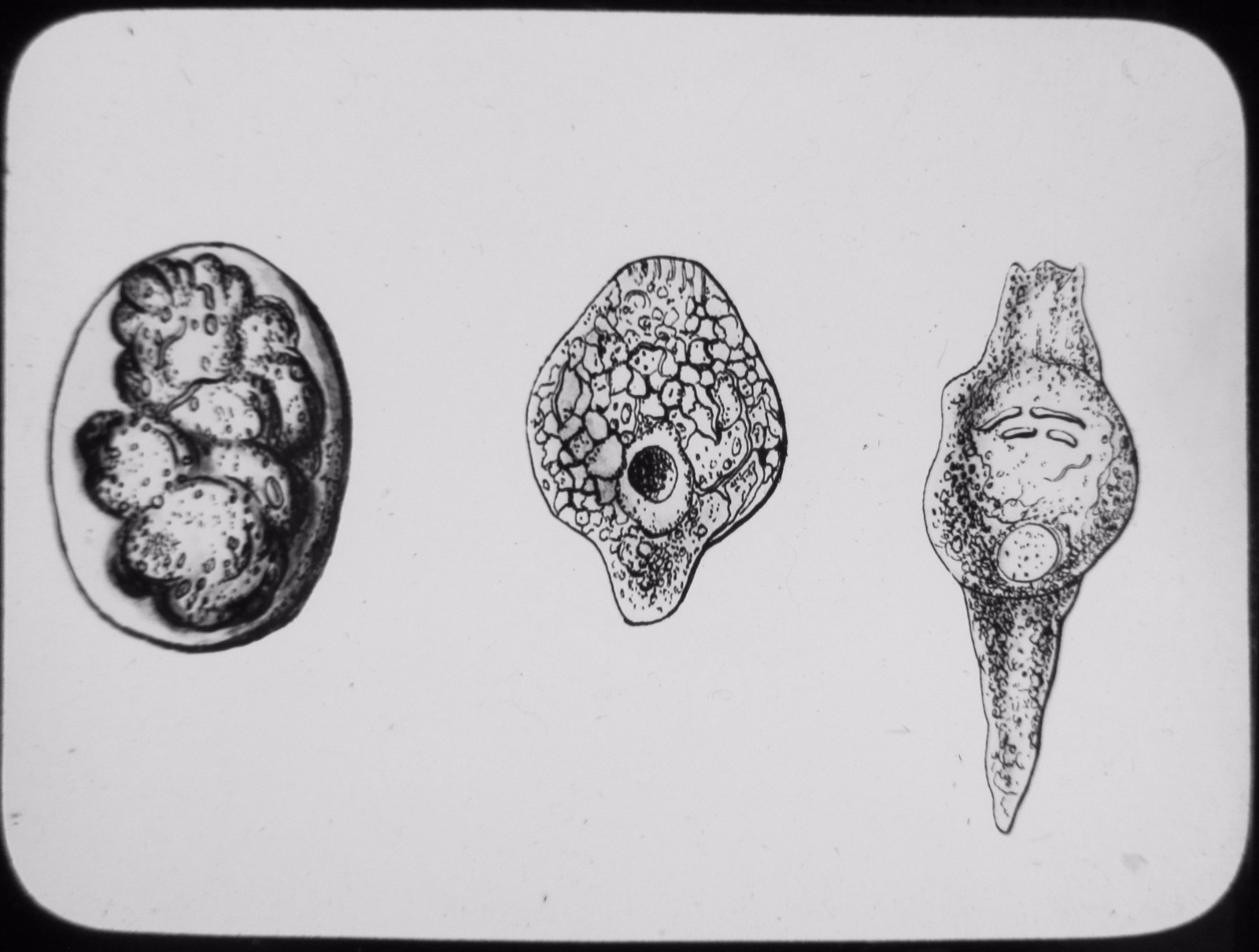 Glass Magic Lantern Slide CROWN ANIMALCULE EARLY STAGE C1900 DRAWING POND LIFE