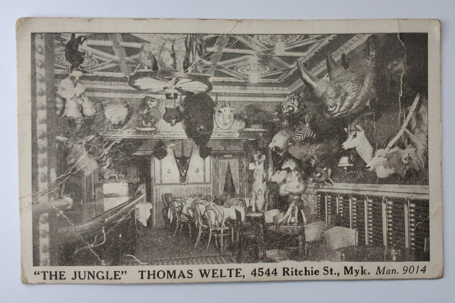 1938 The Jungle Thomas Welte Trade Card Postcard Genuine Mounted Animal Heads 1938 The Jungle Thomas Welte Trade Card Postcard Genuine Mounted Animal Heads