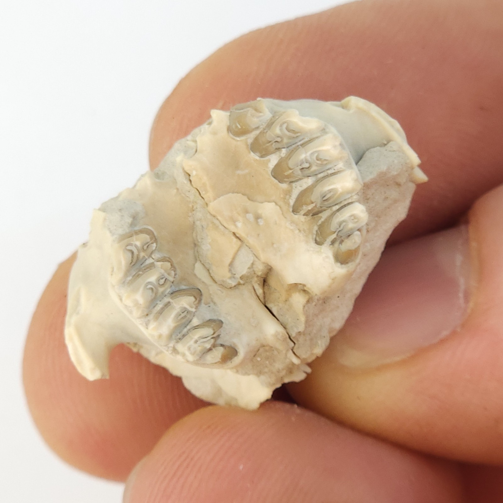 Palaeolagus Rabbit Maxilla Fossil - White River - Brule Fm. - South Dakota Palaeolagus Rabbit Maxilla Fossil - White River - Brule Fm. - South Dakota
