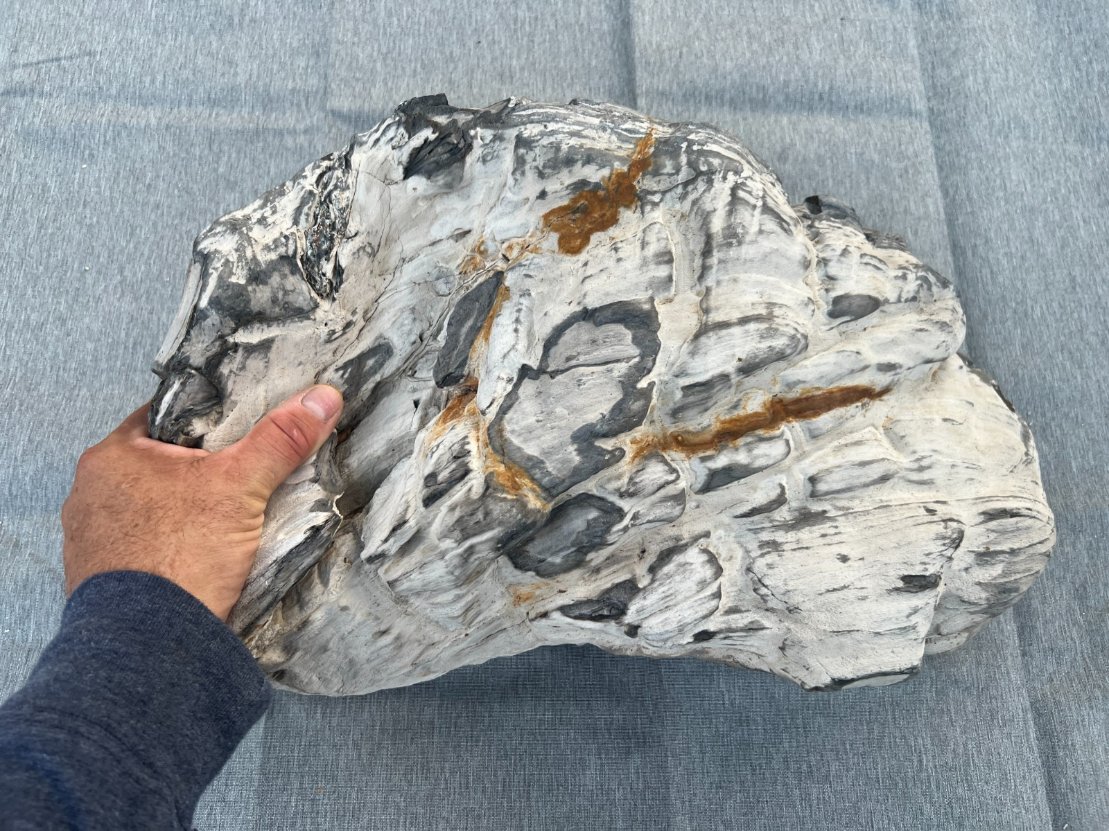 Texas 14"x9"x5" Petrified Wood Concave Center Clam Shaped Brazos County Fossil Texas 14"x9"x5" Petrified Wood Concave Center Clam Shaped Brazos County Fossil