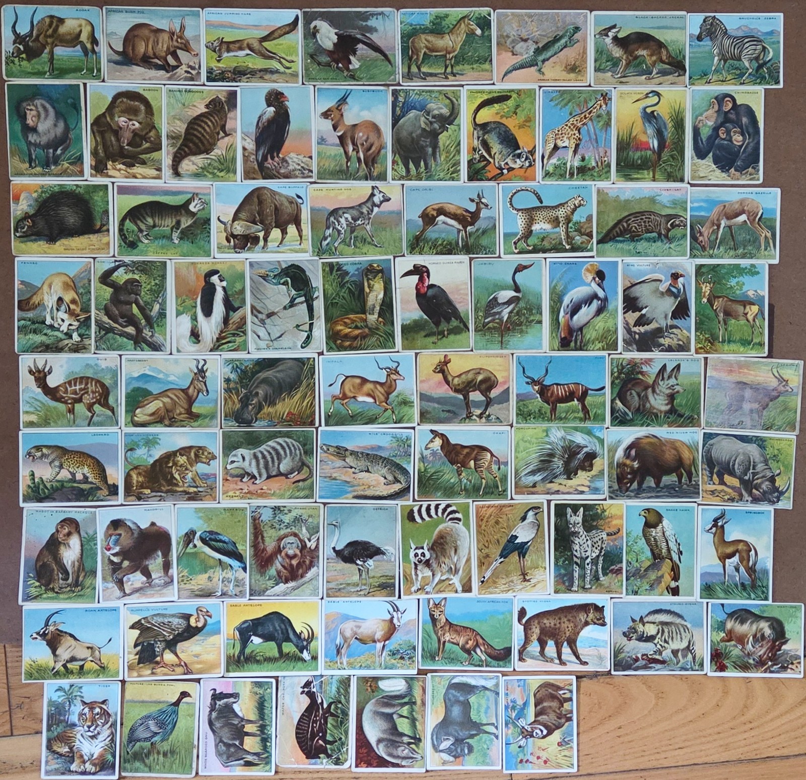 1910 T29 Hassan Animals Series Complete Set P to Ex, majority G-VG 1910 T29 Hassan Animals Series Complete Set P to Ex, majority G-VG