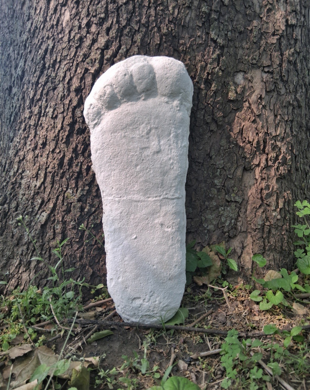 Bigfoot Plaster Cast Large Footprint Patterson site Bigfoot Plaster Cast Large Footprint Patterson site
