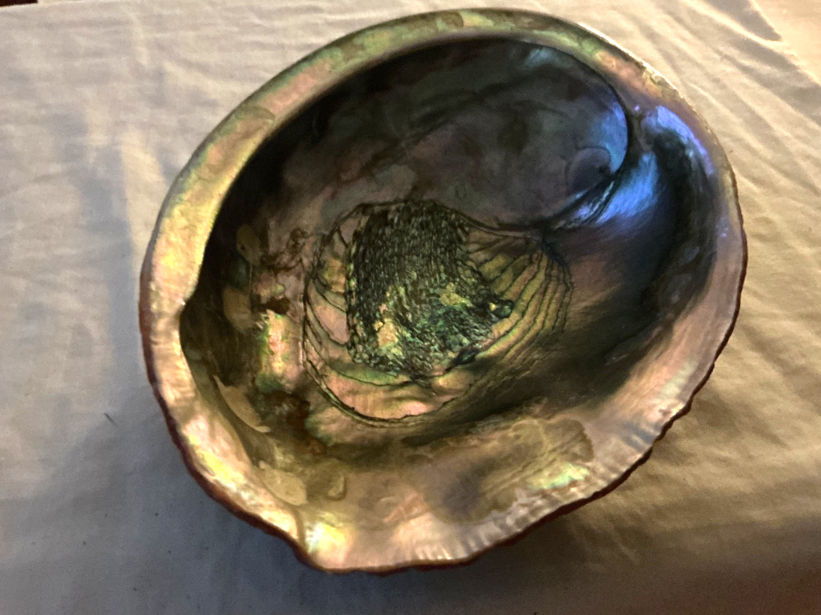 large natural rare red abalone shell 8” wide large natural rare red abalone shell 8” wide