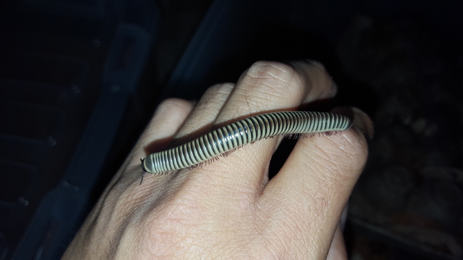 Ivory Millipede (CHICOBOLUS SPINIGERUS) Ivory Millipede (CHICOBOLUS SPINIGERUS)