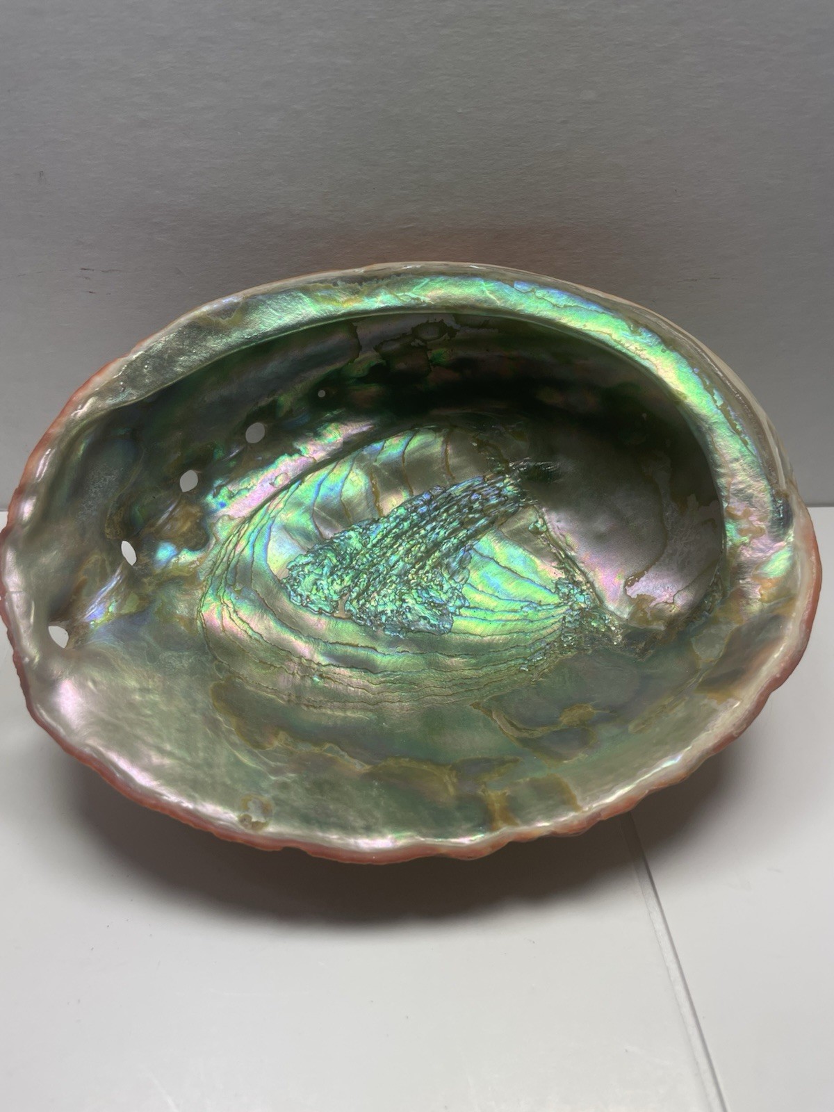 Beautiful Large Red Abalone Shell Natural Specimen 8" X 6.5"Mother of Pearl Beautiful Large Red Abalone Shell Natural Specimen 8" X 6.5"Mother of Pearl